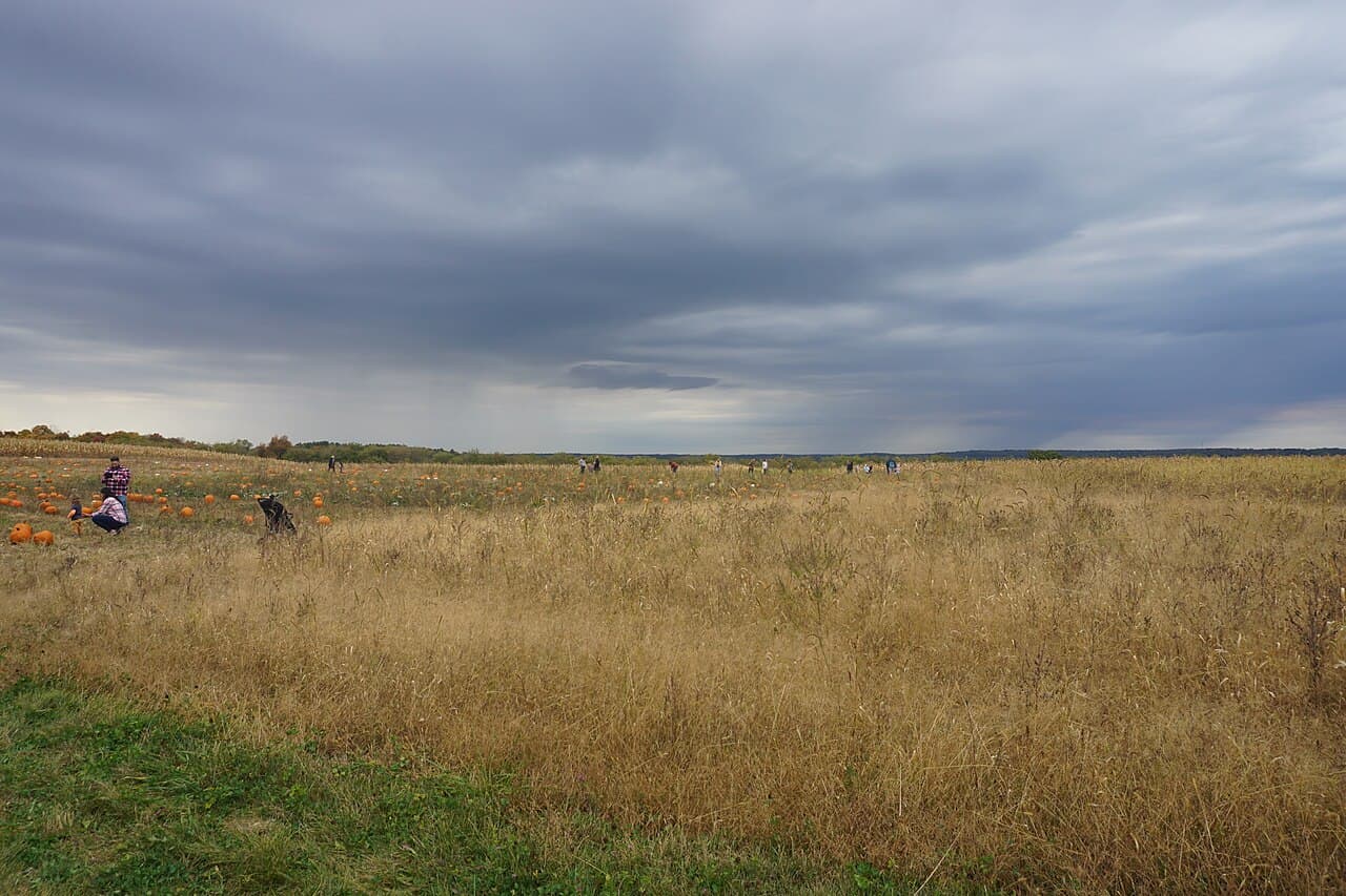 A wide pumpkin-patch field of golden dry grass under a moody overcast sky, with orange pumpkins and a few people gathered along the far left